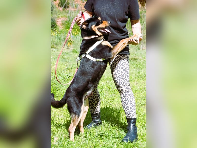 Calvin - ein sanfter Freund