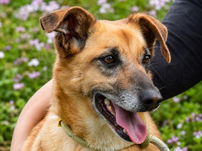 Sunny – lebensfrohe Hündin sucht ihre Menschen