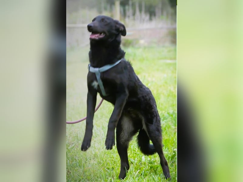 Lloyd - ein liebevoller Schmuser