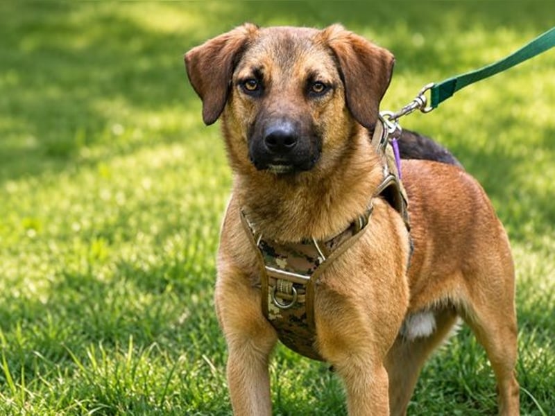 Sweet – fröhlicher Jungspund sucht seine Menschen