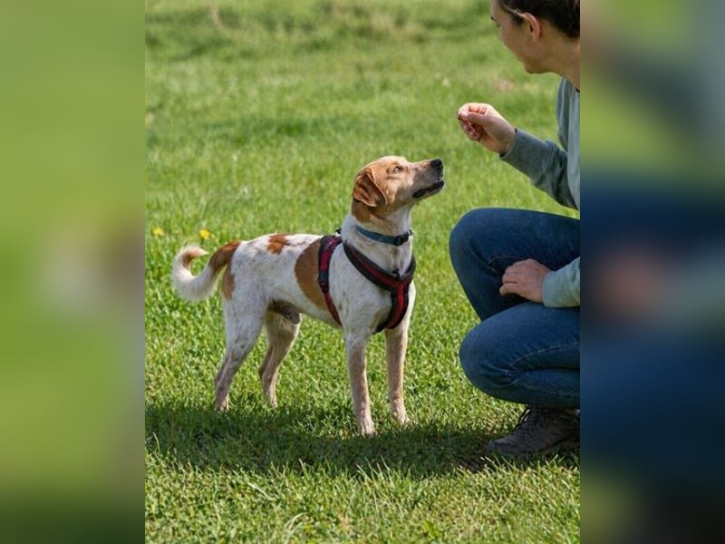 Amigo - möchte wieder dazugehören