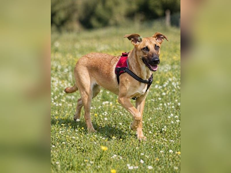 Delano - voller Charme und Lebensfreude