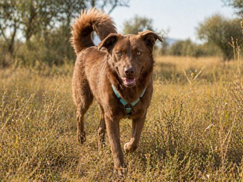 Amendoa - ein kesses Mädchen