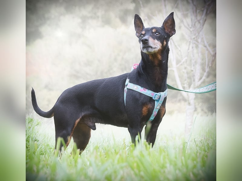 Lucio - ein freundlicher Begleiter