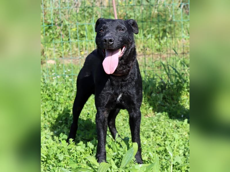 Matteus – ein sanfter Begleiter