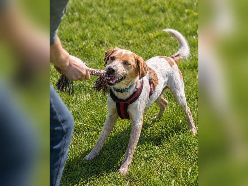 Amigo - möchte wieder dazugehören