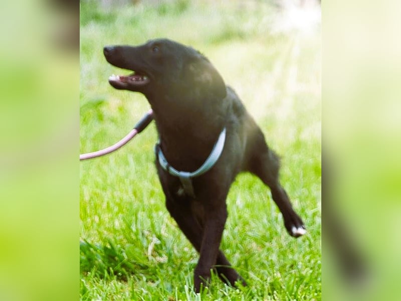 Lloyd - ein liebevoller Schmuser