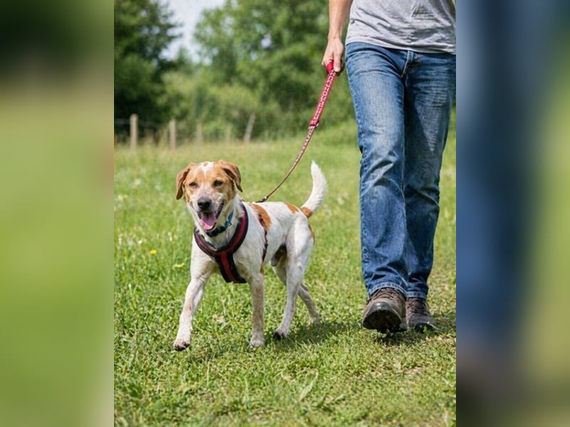 Amigo - möchte wieder dazugehören