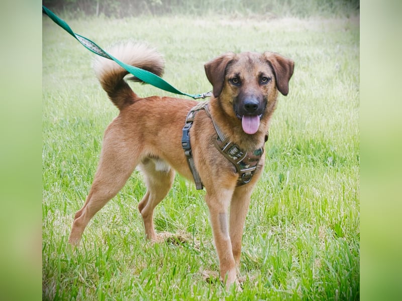 Sweet – junger Wirbelwind mit Herz