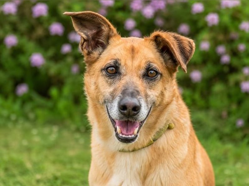 Sunny – lebensfrohe Hündin sucht ihre Menschen