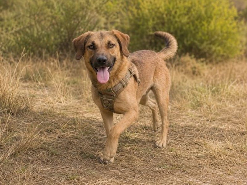 Sweet – fröhlicher Jungspund sucht seine Menschen