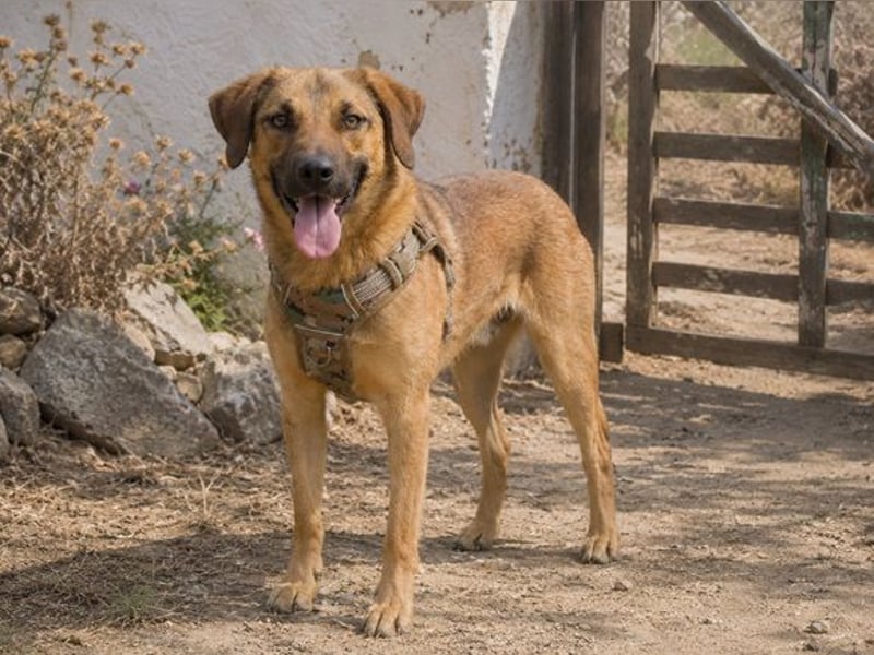Sweet – fröhlicher Jungspund sucht seine Menschen