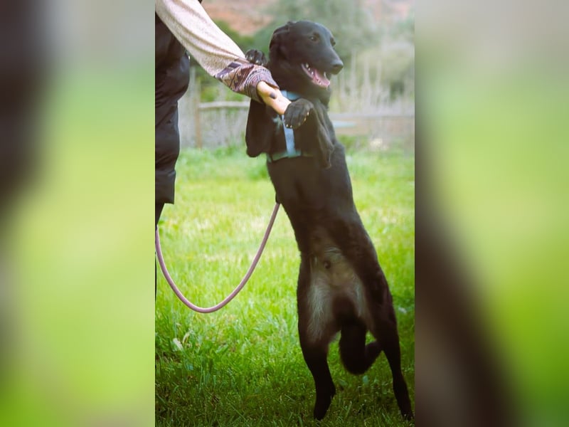 Lloyd - ein liebevoller Schmuser