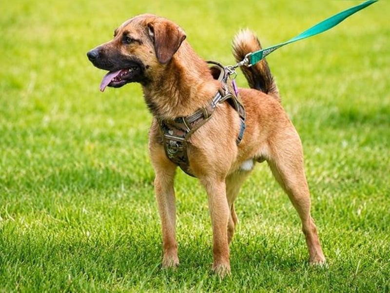 Sweet – fröhlicher Jungspund sucht seine Menschen