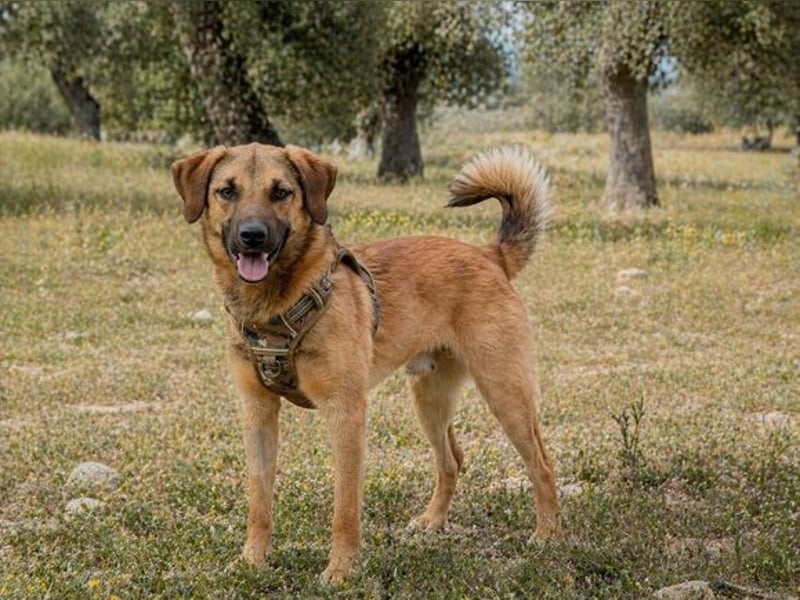 Sweet – junger Wirbelwind mit Herz