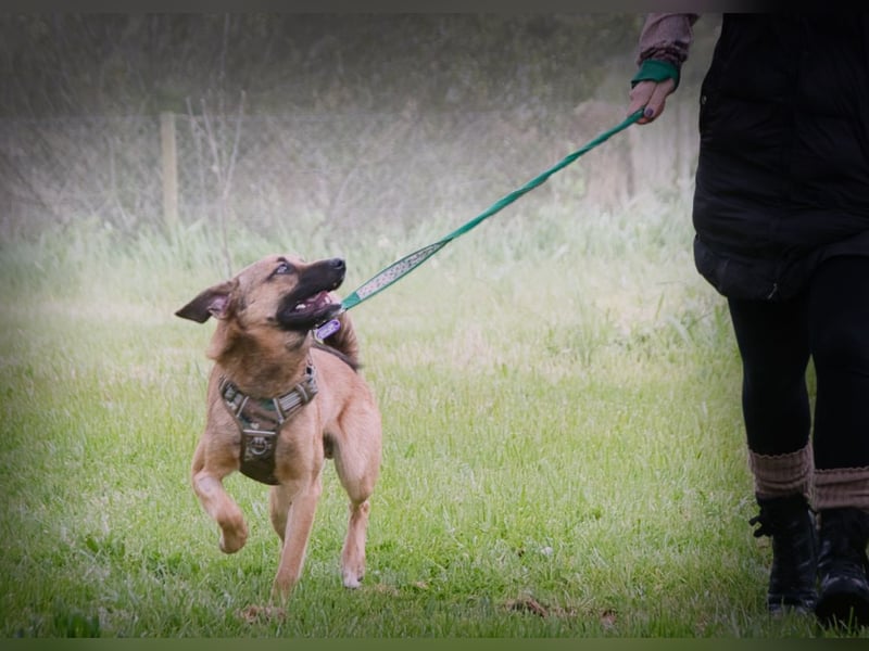 Sweet – junger Wirbelwind mit Herz