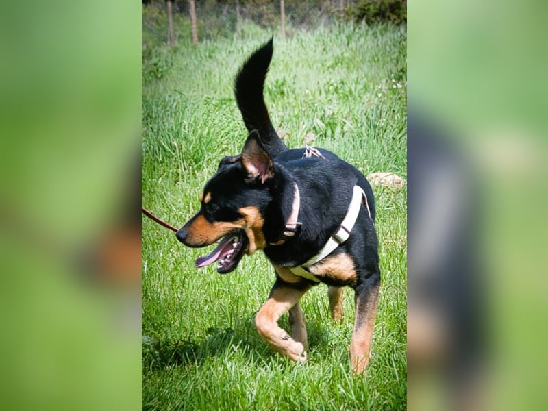 Calvin - ein sanfter Freund