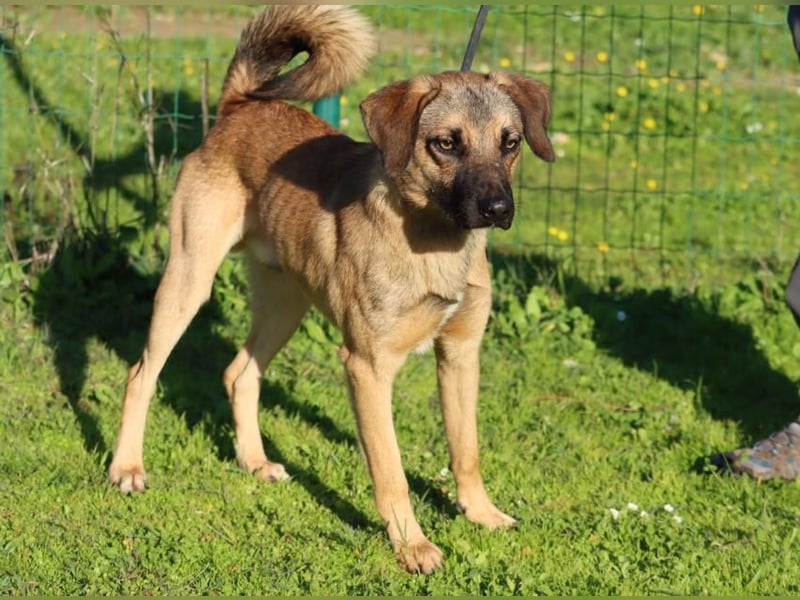 Sweet – junger Wirbelwind mit Herz