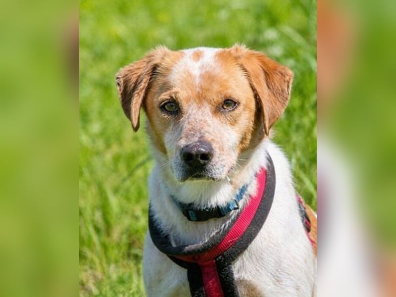 Amigo - möchte wieder dazugehören