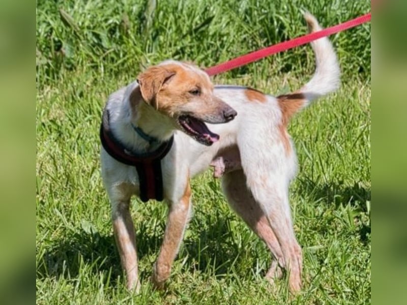 Amigo - möchte wieder dazugehören