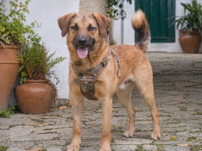 Sweet – junger Wirbelwind mit Herz