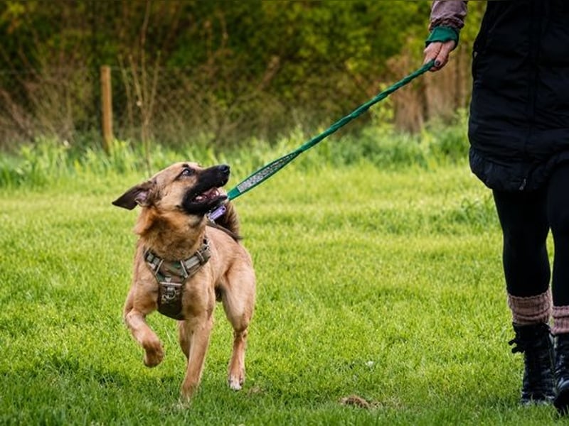 Sweet – fröhlicher Jungspund sucht seine Menschen