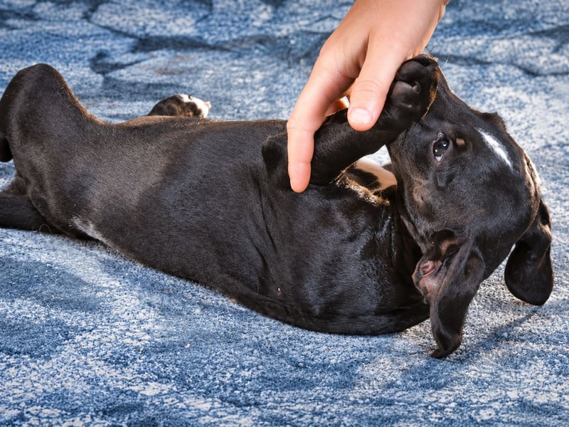 Ophelia – kleine Pfoten suchen ihren Platz
