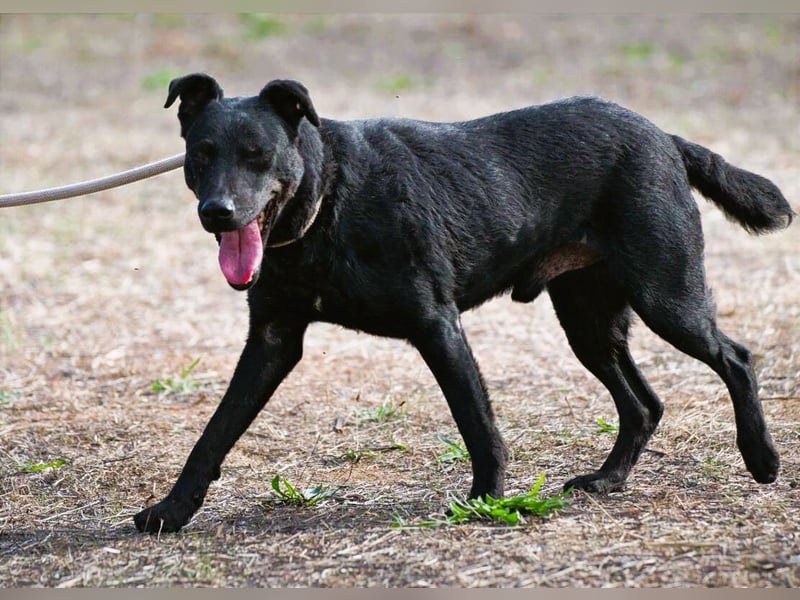 Matteus – ein sanfter Begleiter