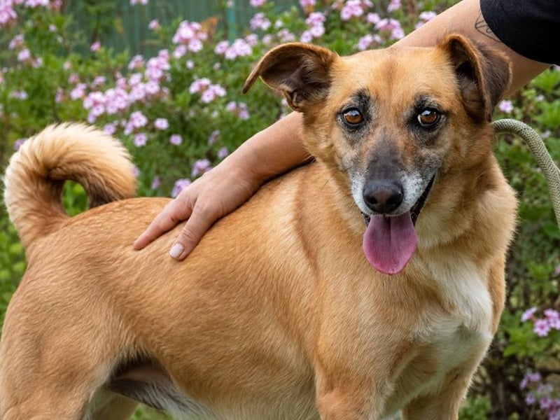 Sunny – lebensfrohe Hündin sucht ihre Menschen