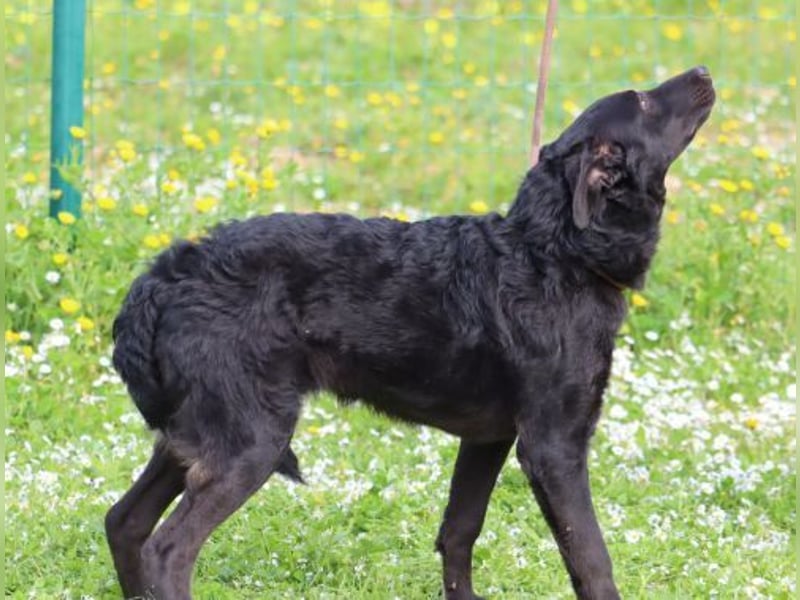 Lloyd - ein liebevoller Schmuser