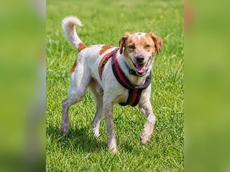 Amigo - möchte wieder dazugehören