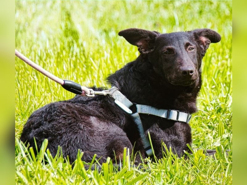 Lloyd - ein liebevoller Schmuser