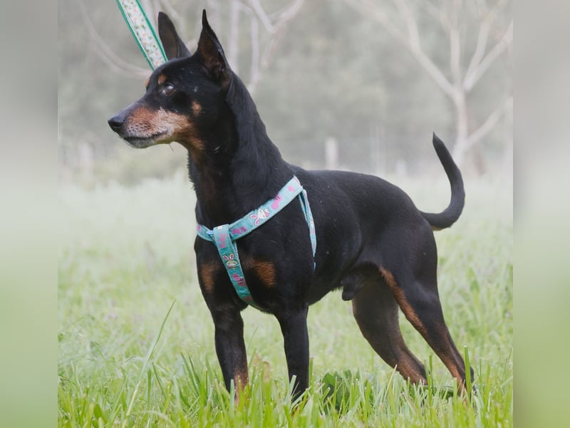 Lucio - ein freundlicher Begleiter