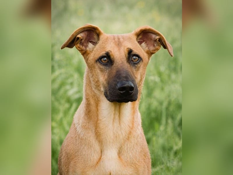 Delano - voller Charme und Lebensfreude