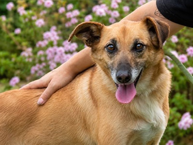 Sunny – lebensfrohe Hündin sucht ihre Menschen