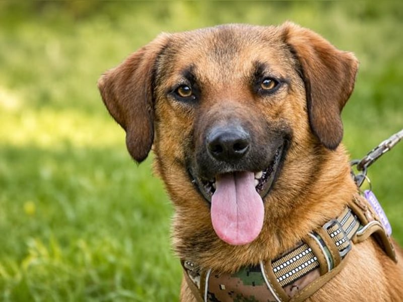 Sweet – fröhlicher Jungspund sucht seine Menschen