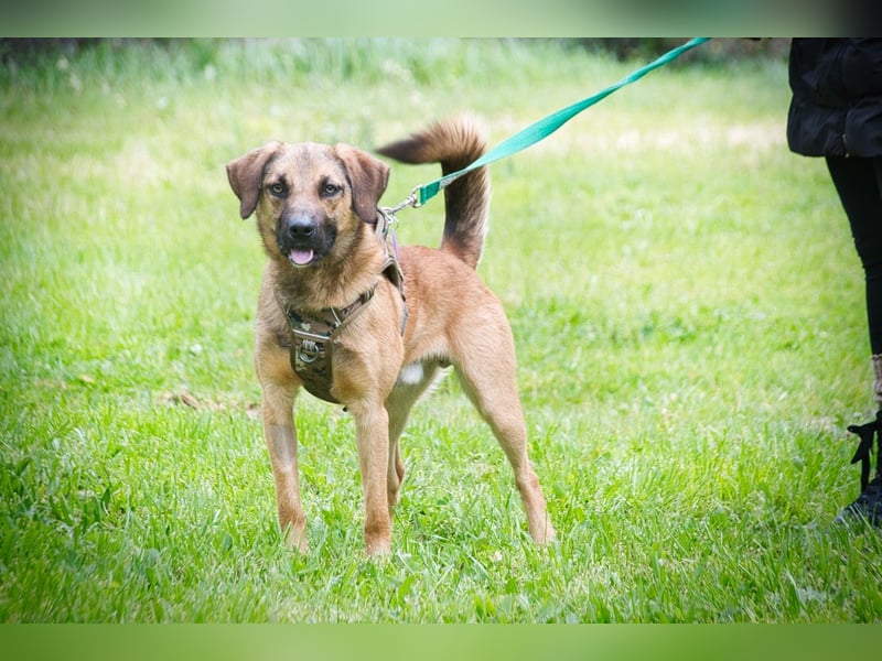 Sweet – junger Wirbelwind mit Herz