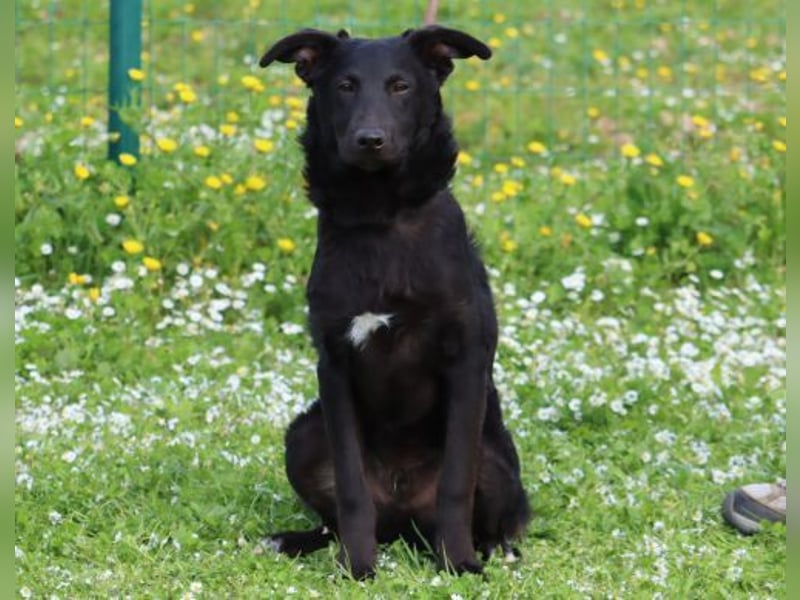 Lloyd - ein liebevoller Schmuser