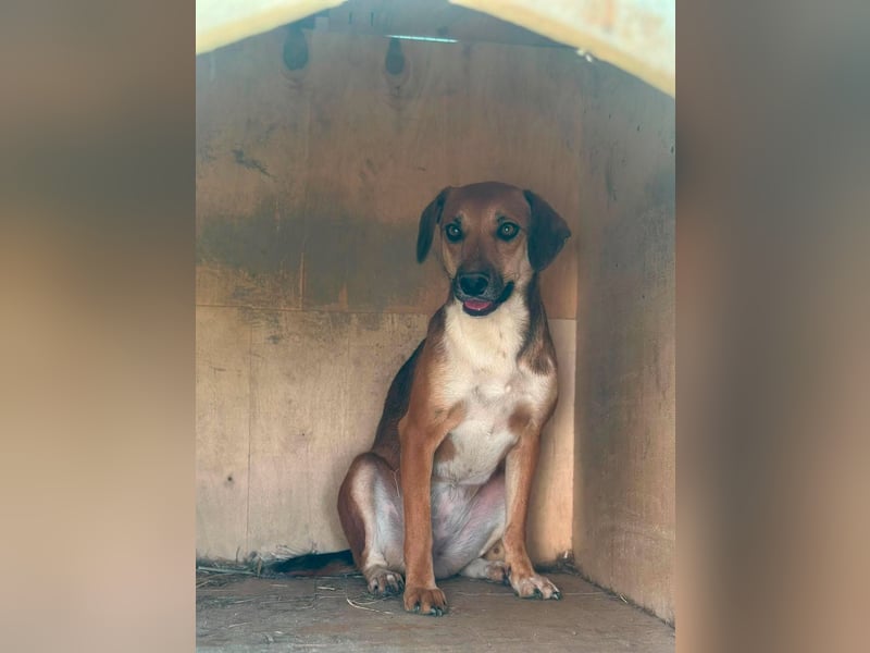 Mandy, hübsches junges Hundemädchen sucht Anschluß