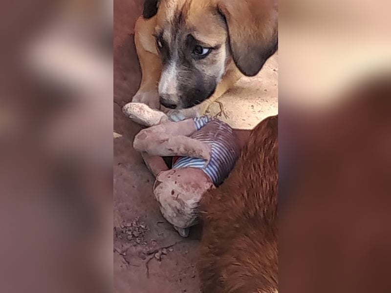 Lotti - kleine Pfoten suchen ein Zuhause