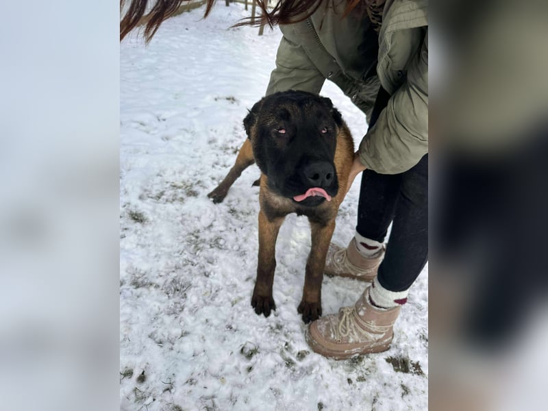 Sokrates, wunderschöner Junghund mit Handicap sucht Menschen mit Verständnis
