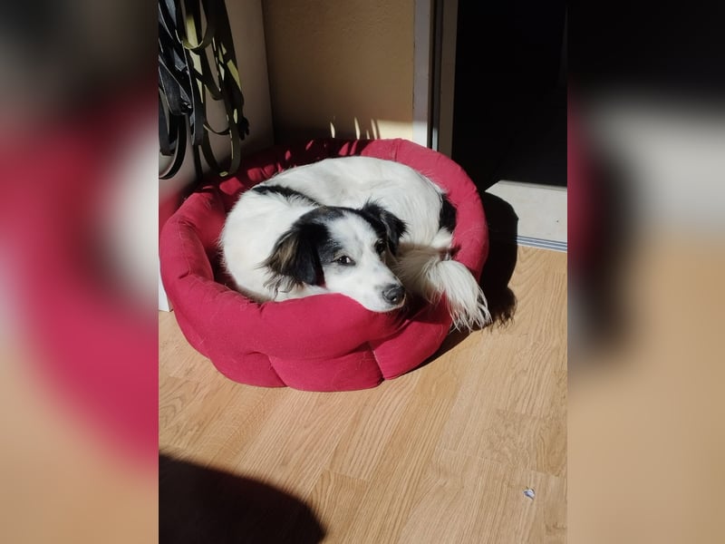 Ray - ein toller Hundebub!