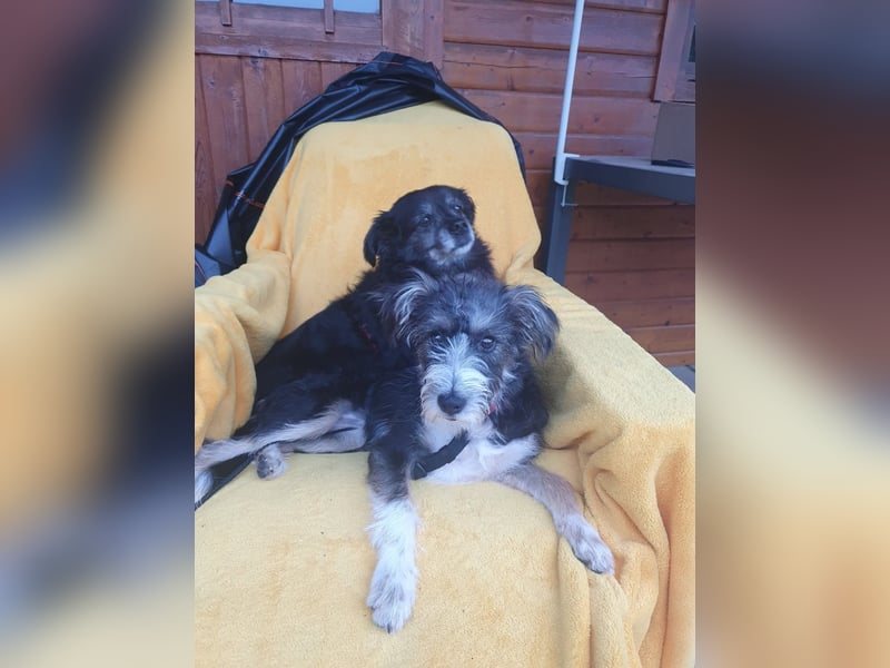 Emmy - ein kleines Hundemädchen mit großem Herzen!