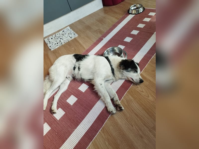 Ray - ein toller Hundebub!