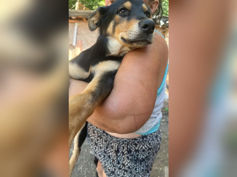 Loki sucht sein Zuhause für immer
