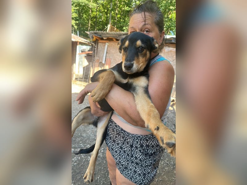 Loki sucht sein Zuhause für immer