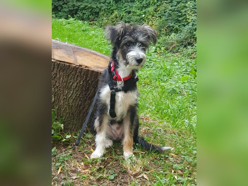 Emmy - ein kleines Hundemädchen mit großem Herzen!
