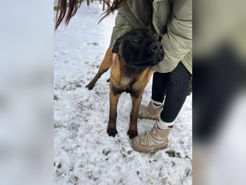 Sokrates, wunderschöner Junghund mit Handicap sucht Menschen mit Verständnis