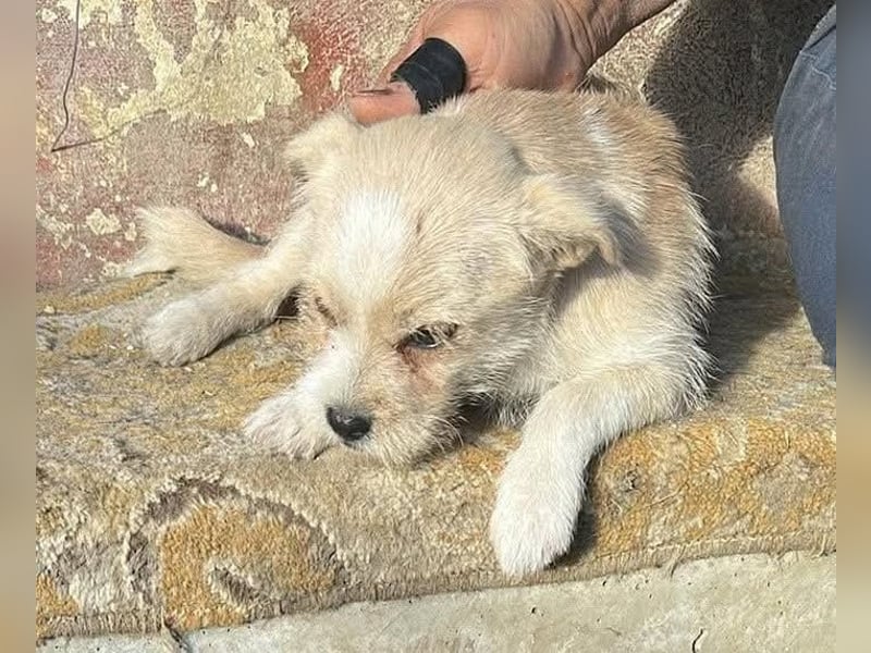 Kleine Jule sucht ihr Zuhause für immer