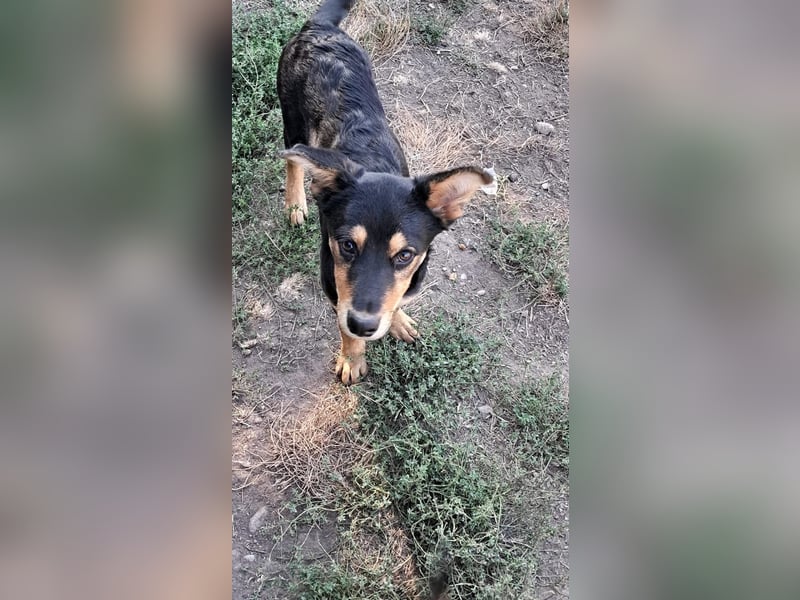 Loki sucht sein Zuhause für immer